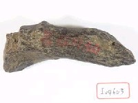 藏品(鹿角)的圖片